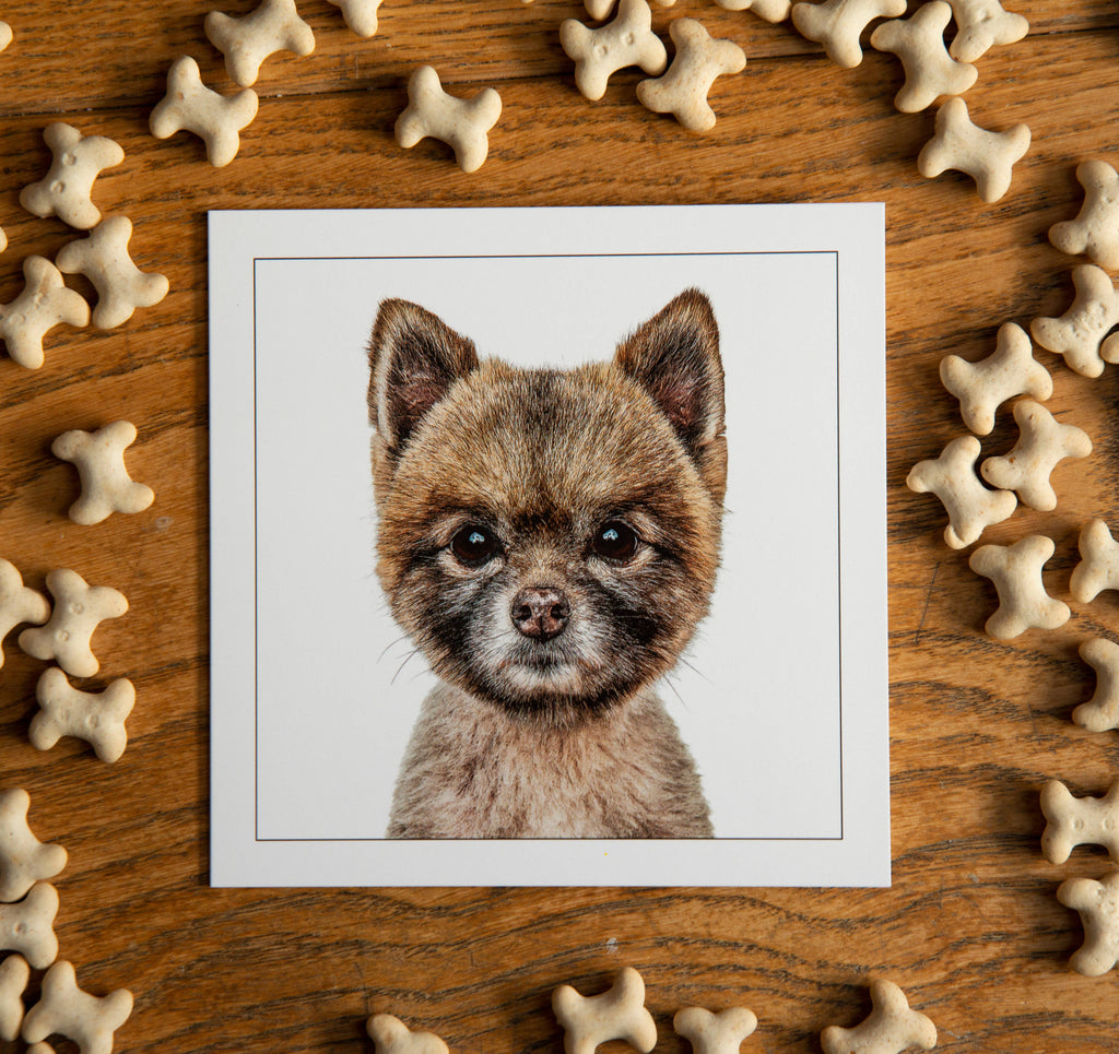 Pomeranian - Dog Greeting Card