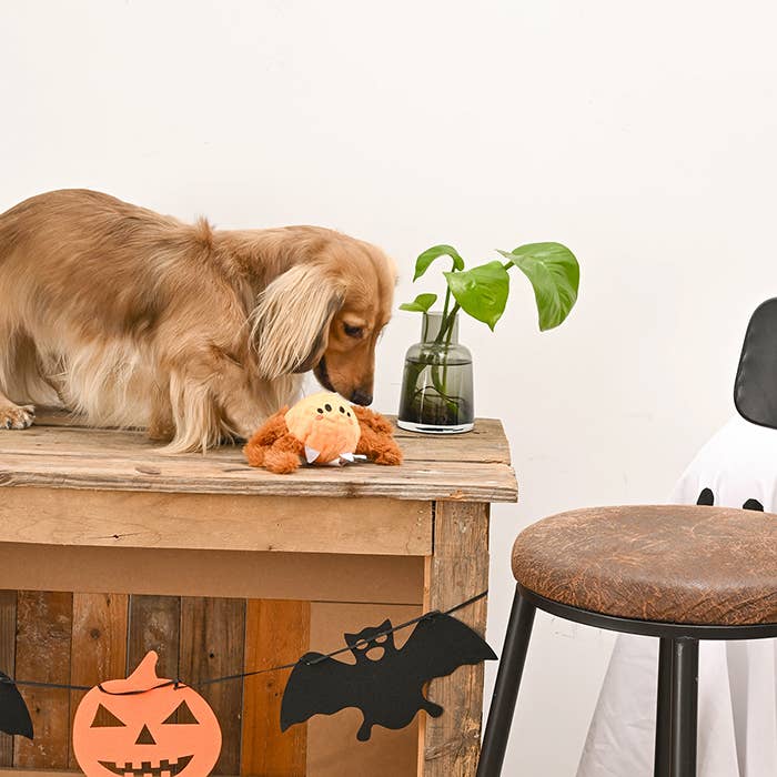 HugSmart Pet - Howloween Night | Spider - Dog Ball Toy