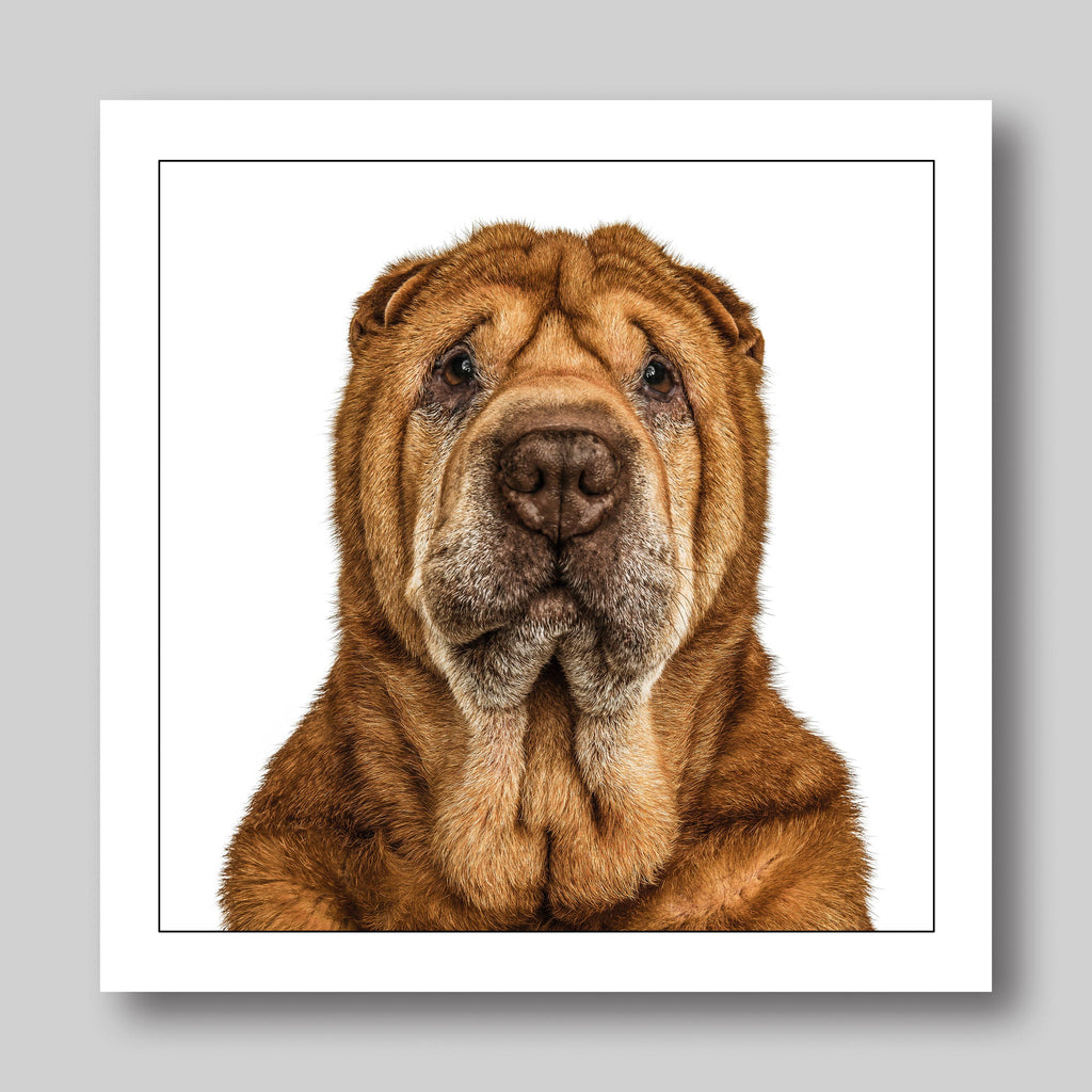 Shar pei - Dog Greeting Card