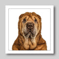 Shar pei - Dog Greeting Card