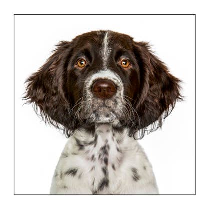 Pointer - Dog Greeting Card