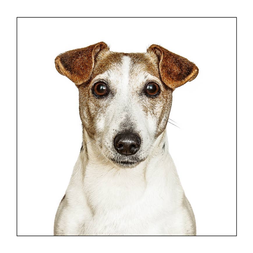 Jack russel terrier - Dog Greeting Card