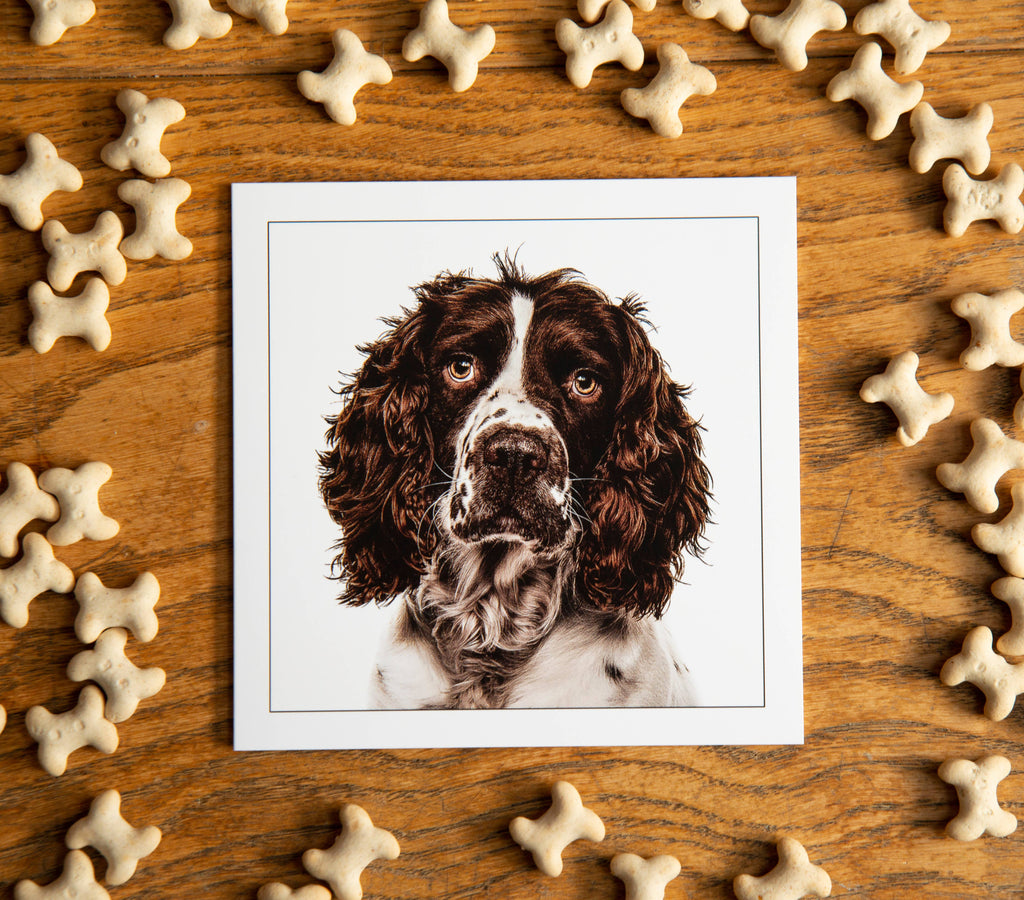 Cocker spaniel - Dog Greeting Card