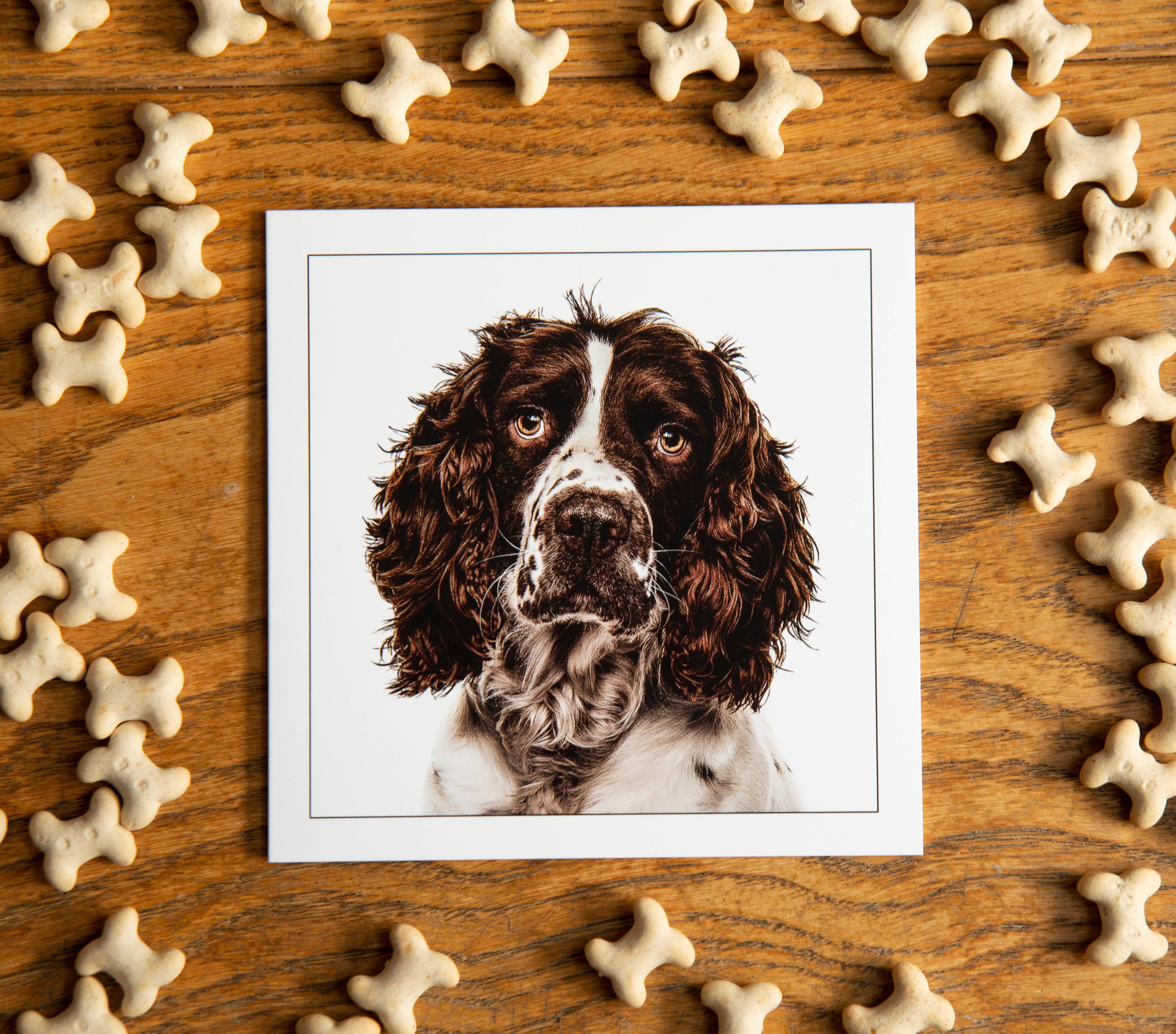 Cocker spaniel - Dog Greeting Card