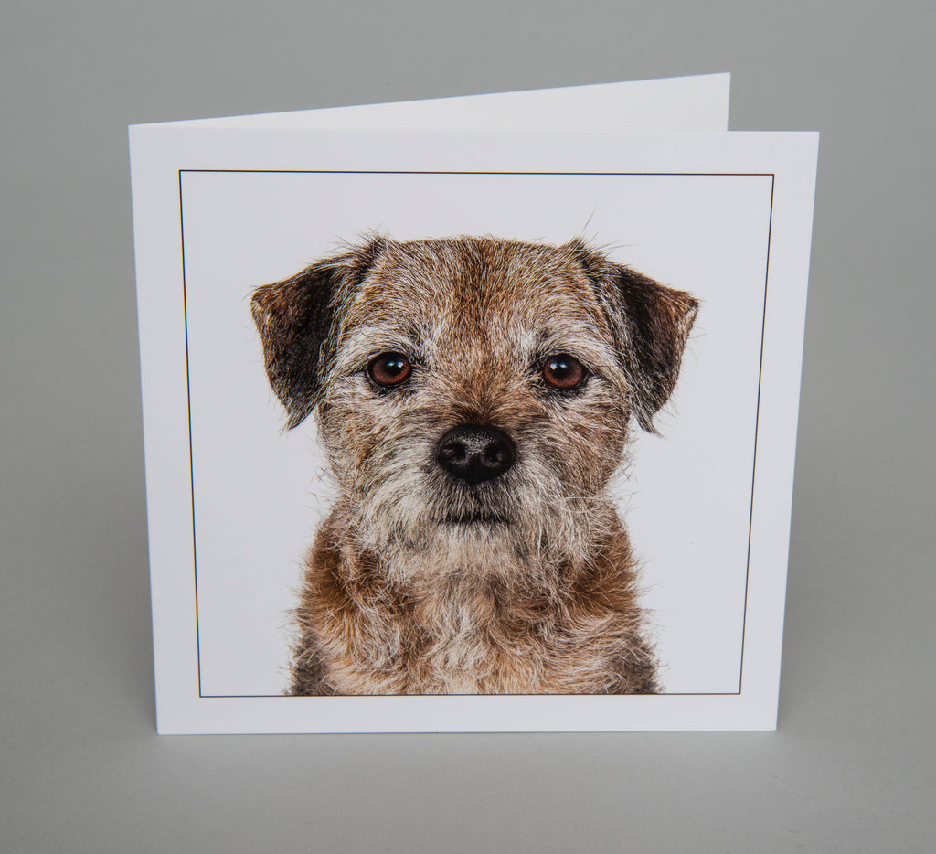 Border terrier  - Dog Greeting Card
