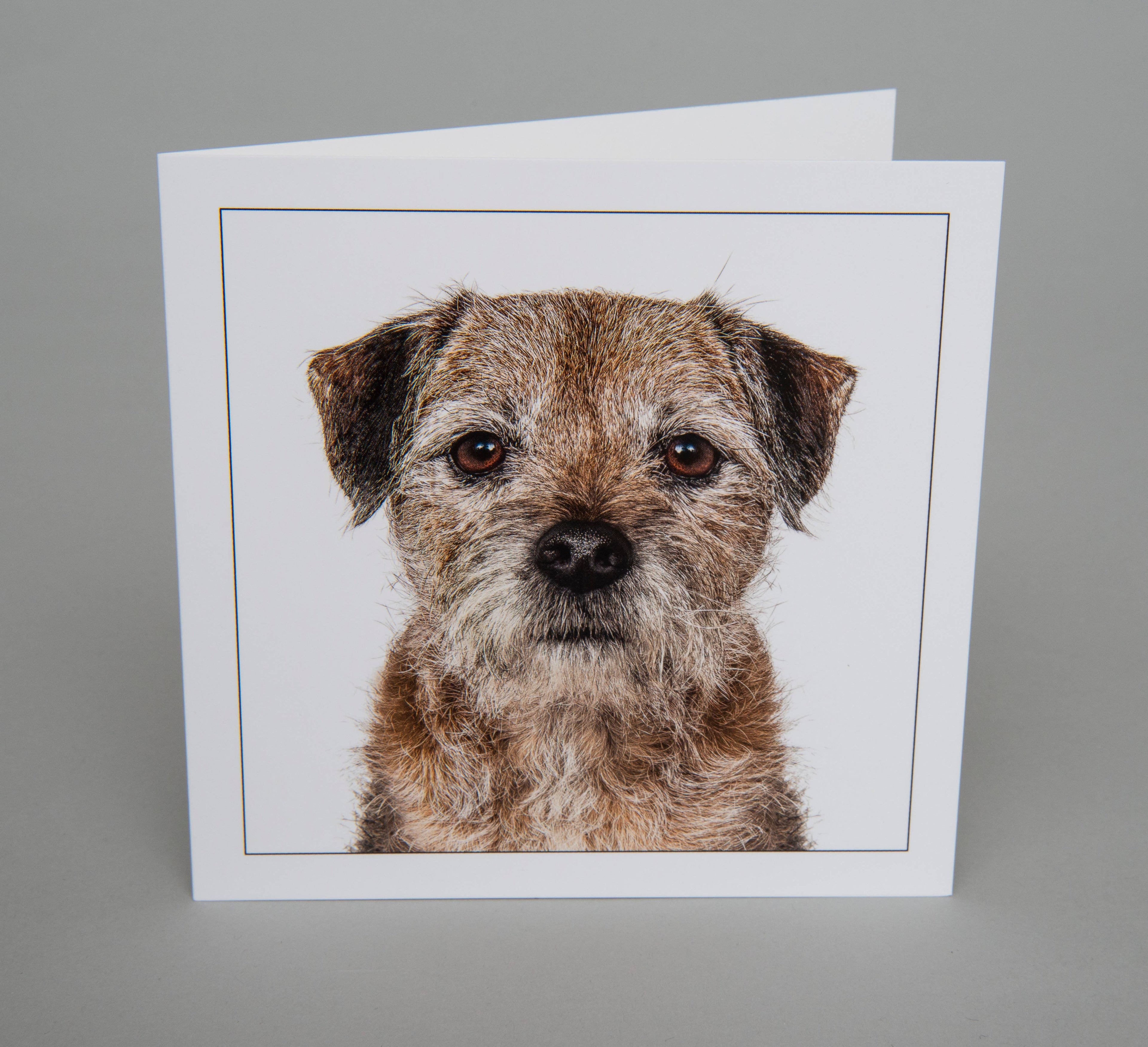 Border terrier  - Dog Greeting Card