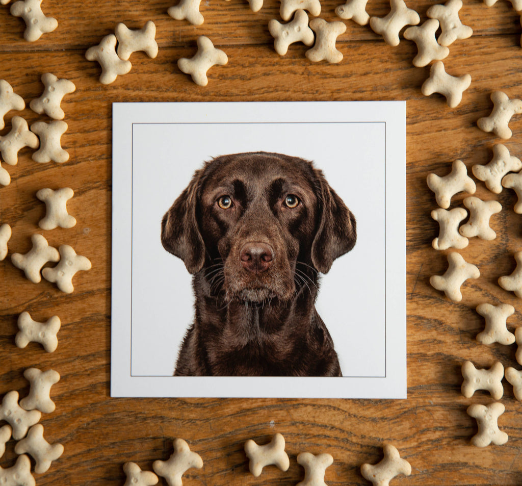 Labrador chocolate - Dog Greeting Card