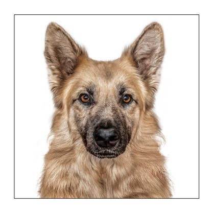 Alsatian -  Dog Greeting Card