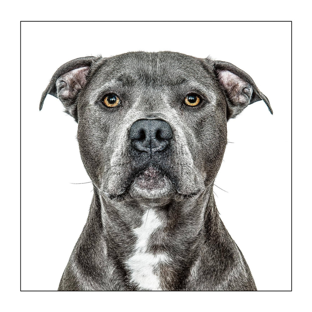 Staffordshire bullterrier - Dog Greeting Card