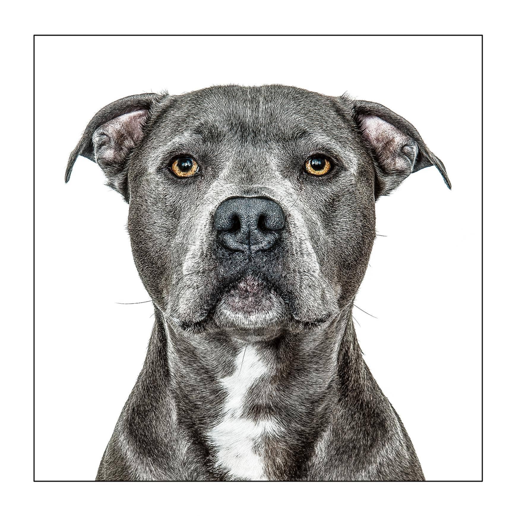 Staffordshire bullterrier - Dog Greeting Card