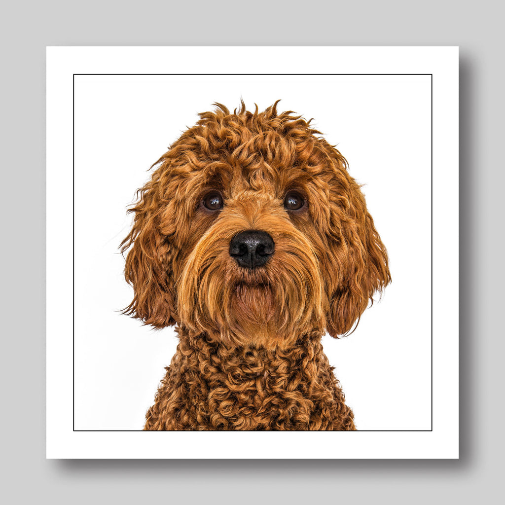 Australian Labradoodle - Dog Greeting Card