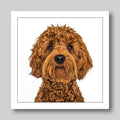 Australian Labradoodle - Dog Greeting Card