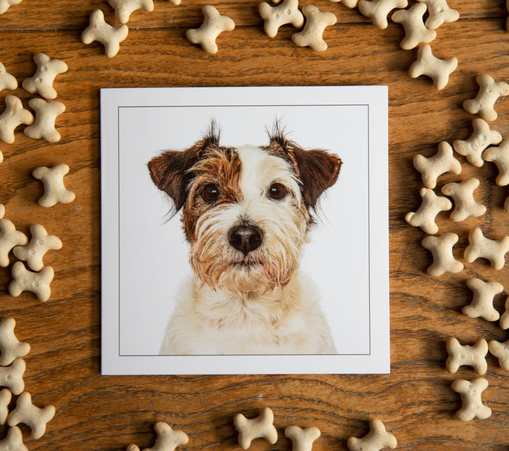 Patterdale Terrier - Dog Greeting Card