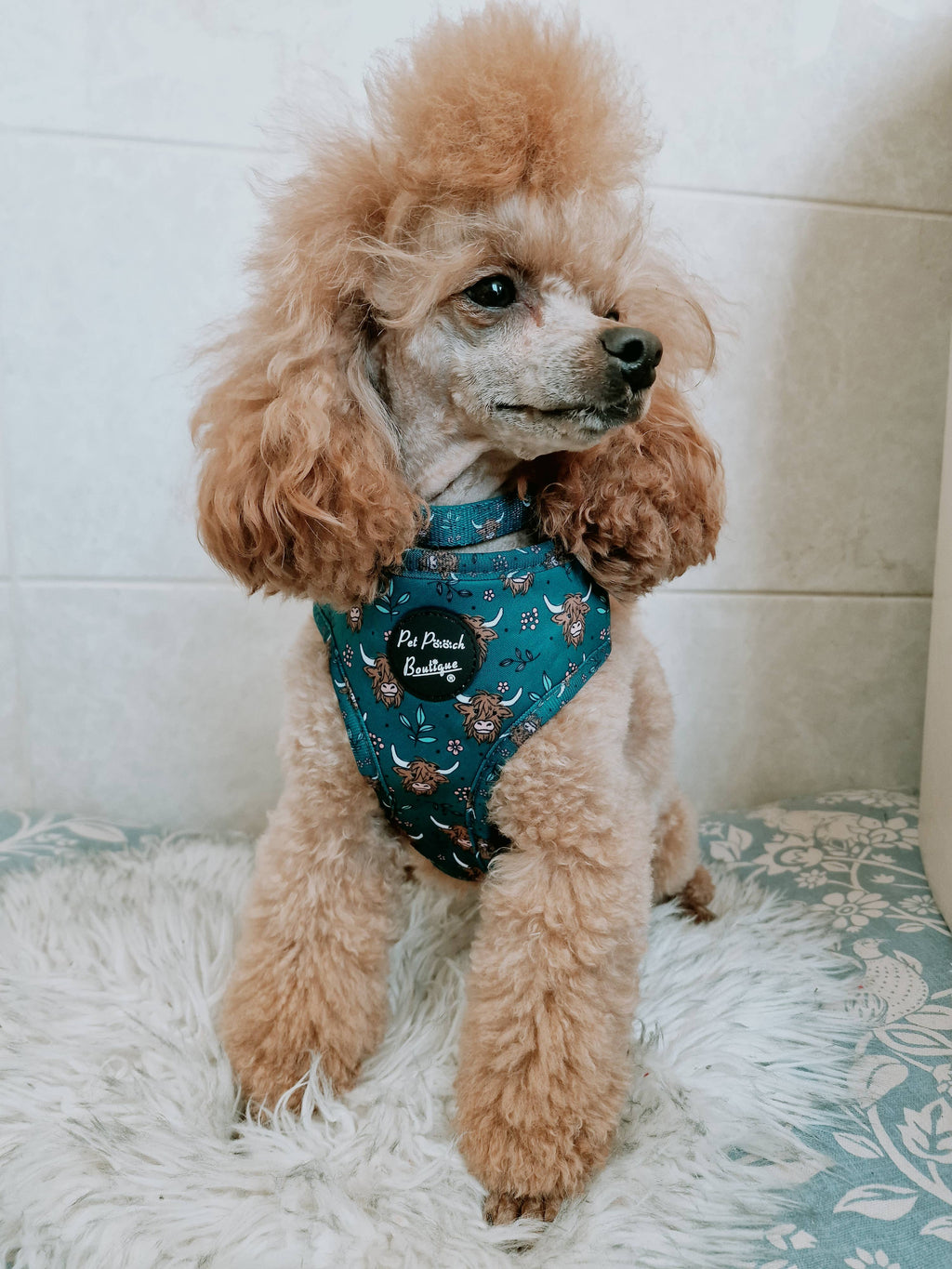 Happy Highland Cow Dog Collar - Size S-L (autumn/animals)