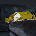 Dog & Puppy Blanket in Olive Velvet