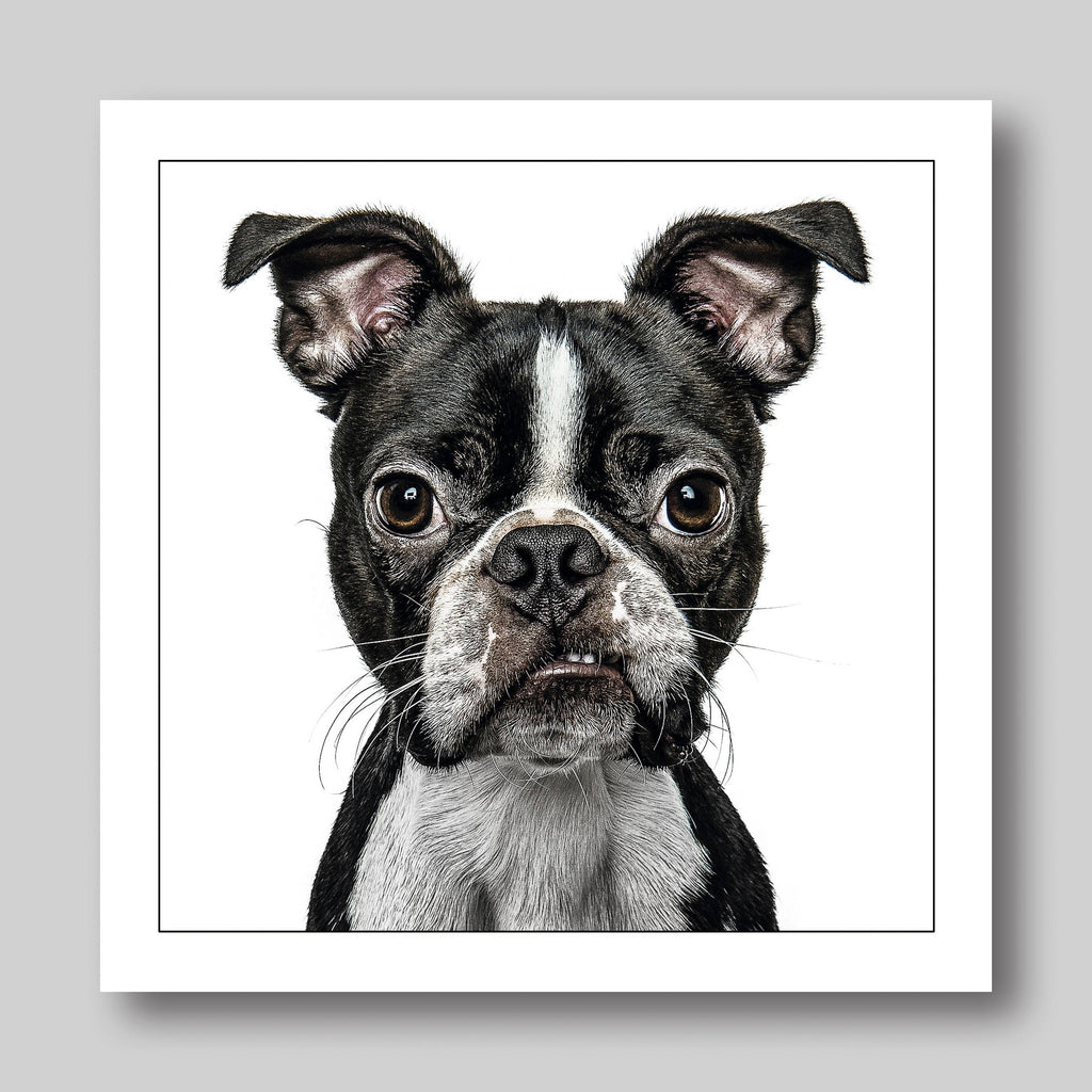Boston terrier - Dog Greeting Card