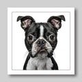 Boston terrier - Dog Greeting Card