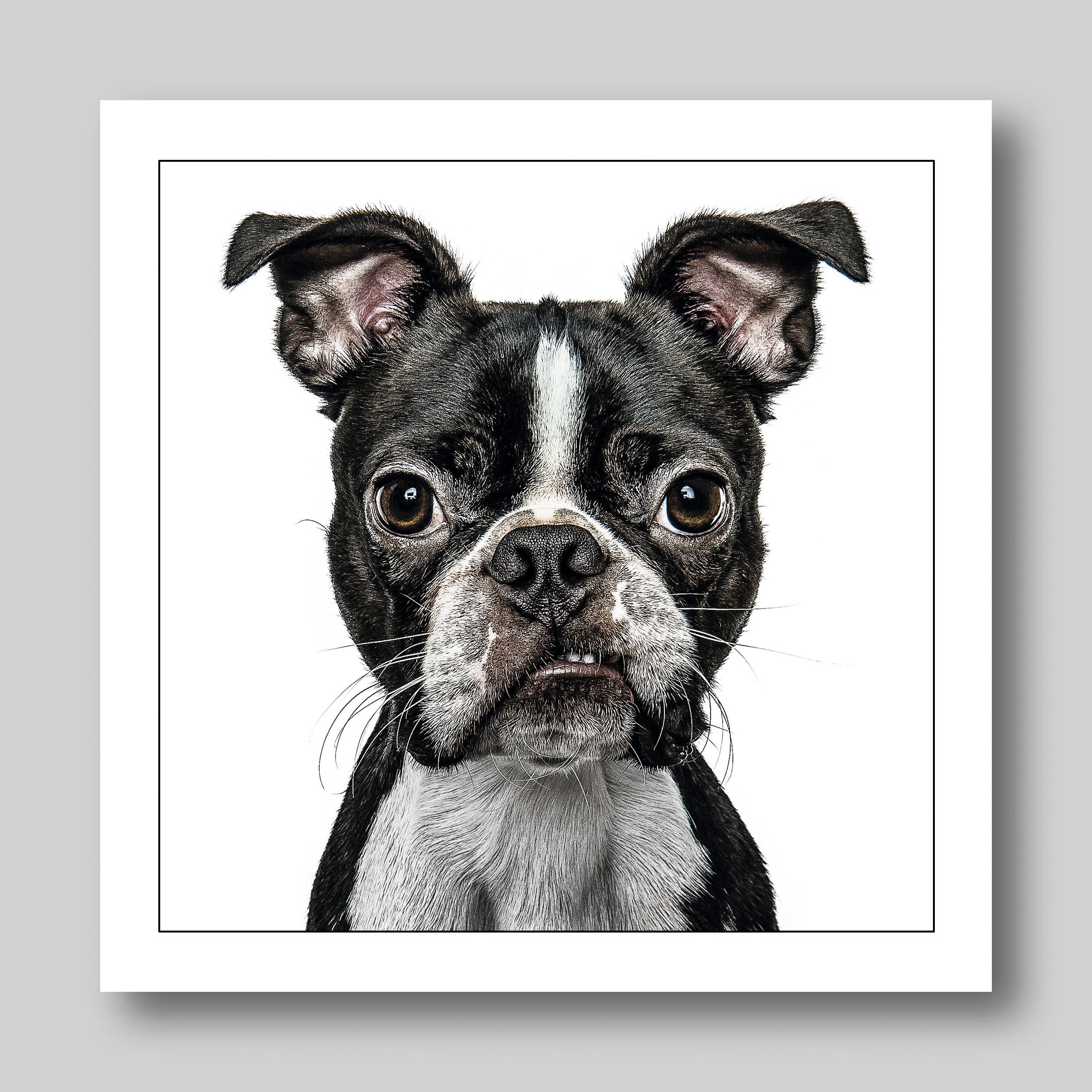 Boston terrier - Dog Greeting Card