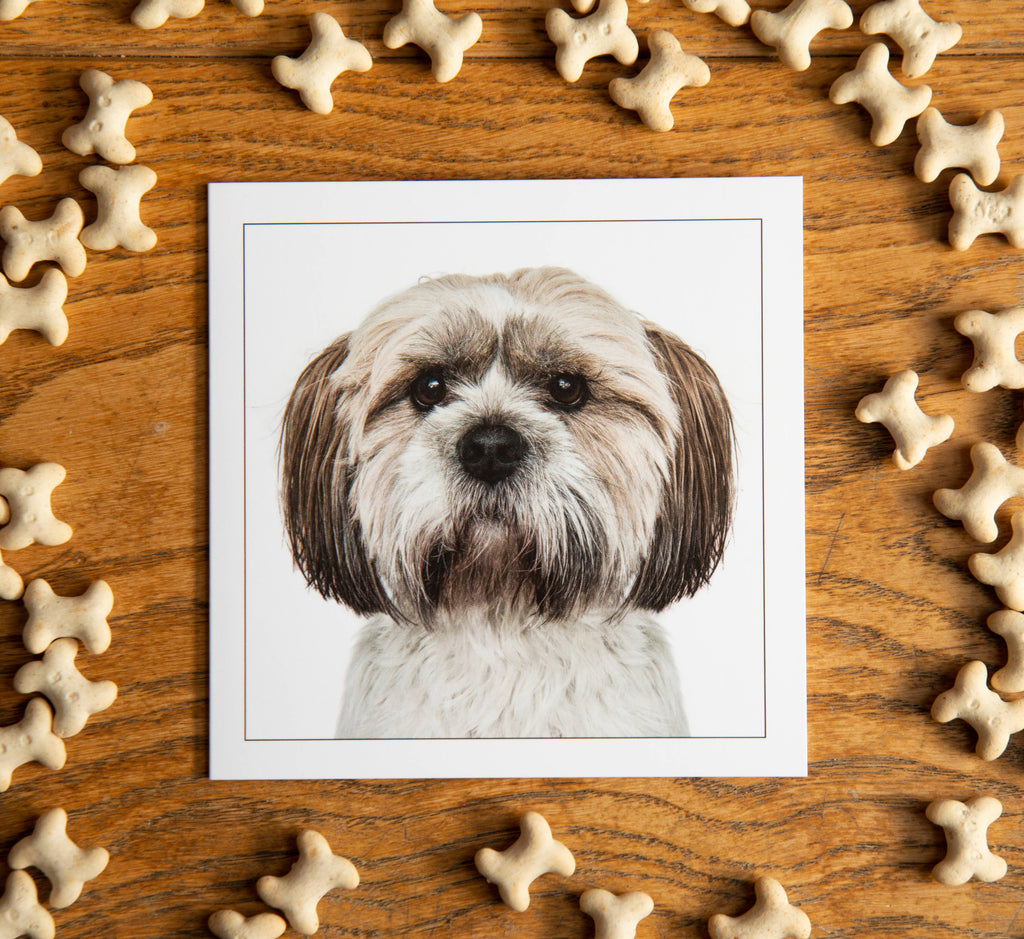 Shih tzu - Dog Greeting Card