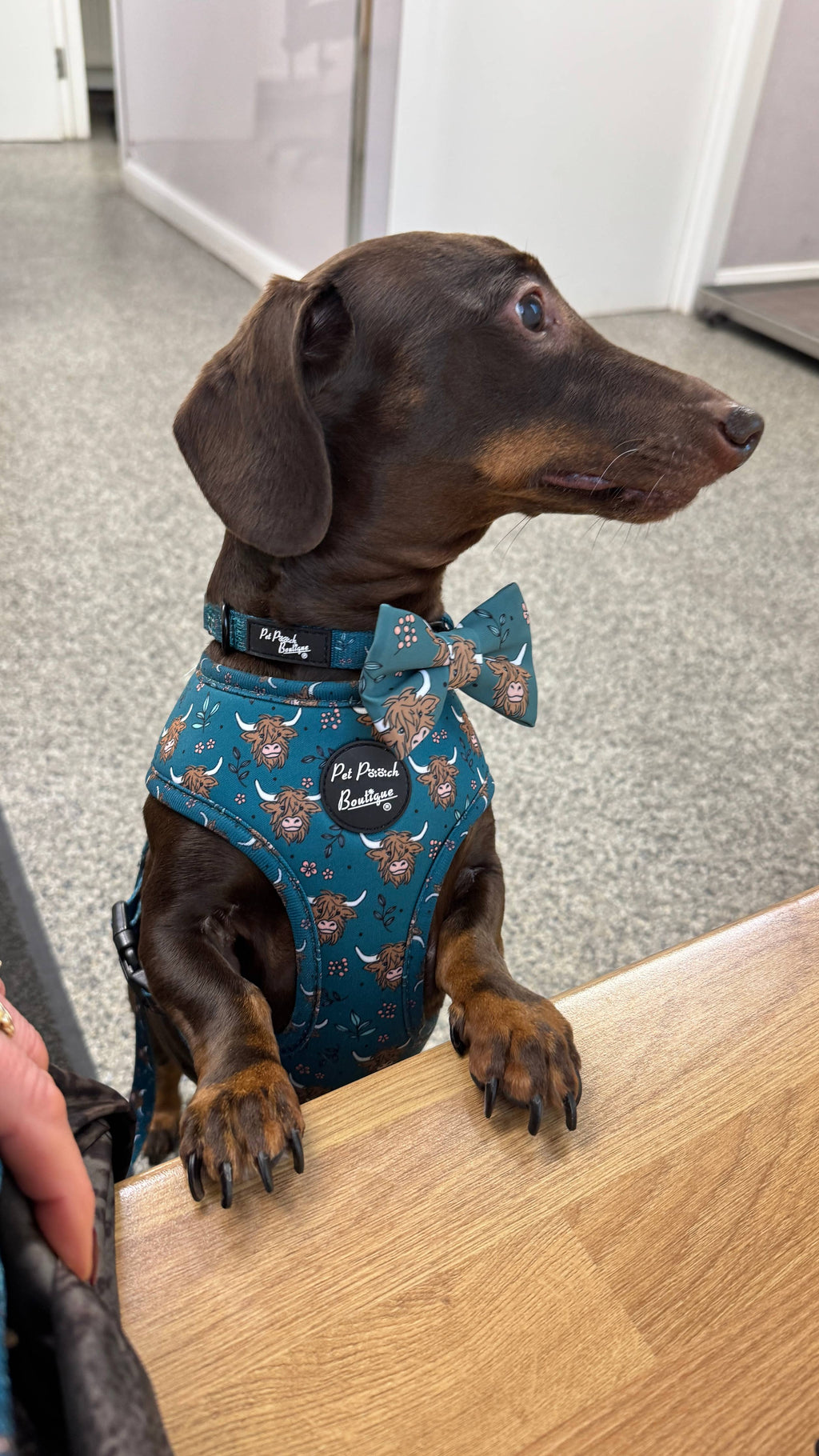 Happy Highland Cow Dog Bow Tie  - Limited Edition (handmade)