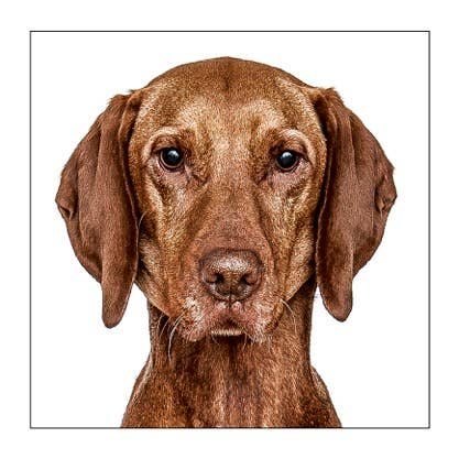 Vizsla - Dog Greeting Card