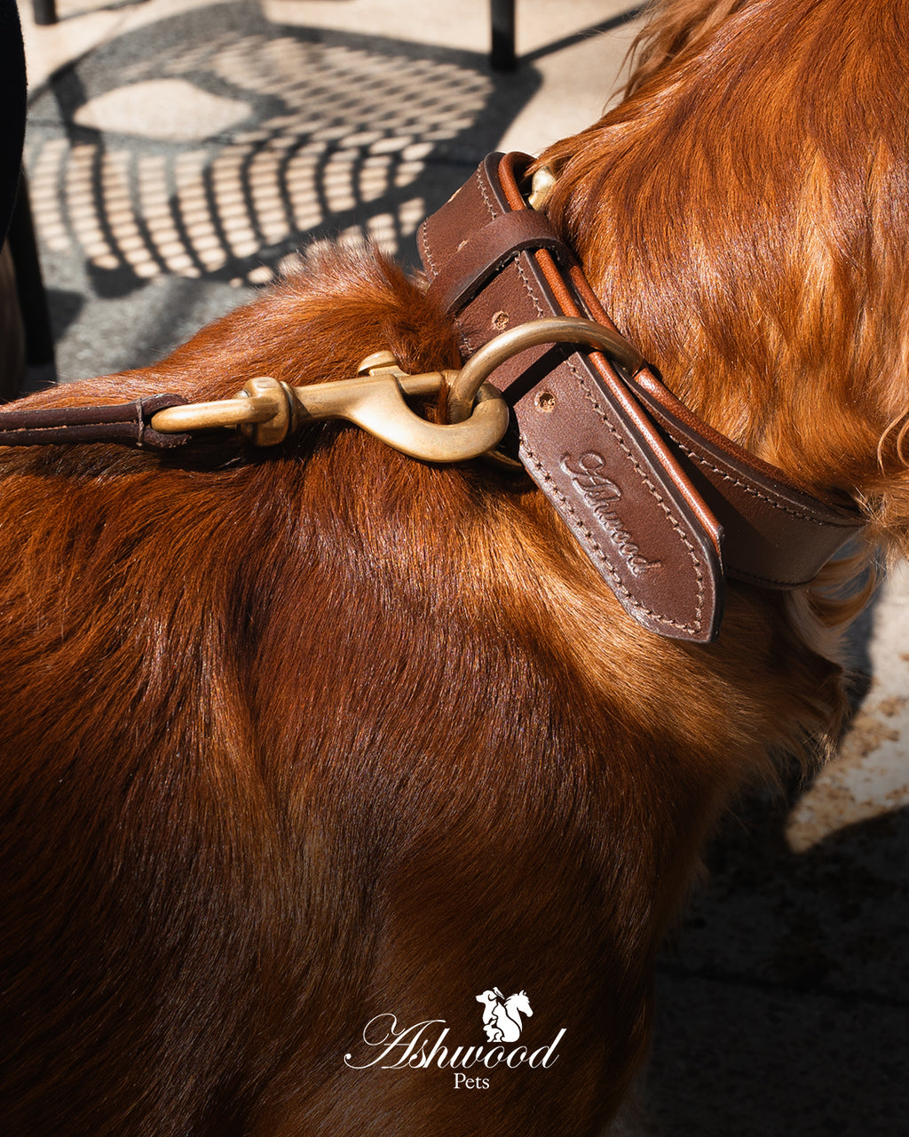 Leather Dog Collar- Signature Range