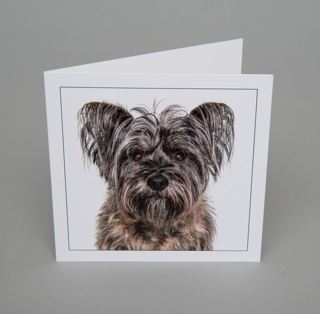 Cairn terrier - Dog Greeting Card