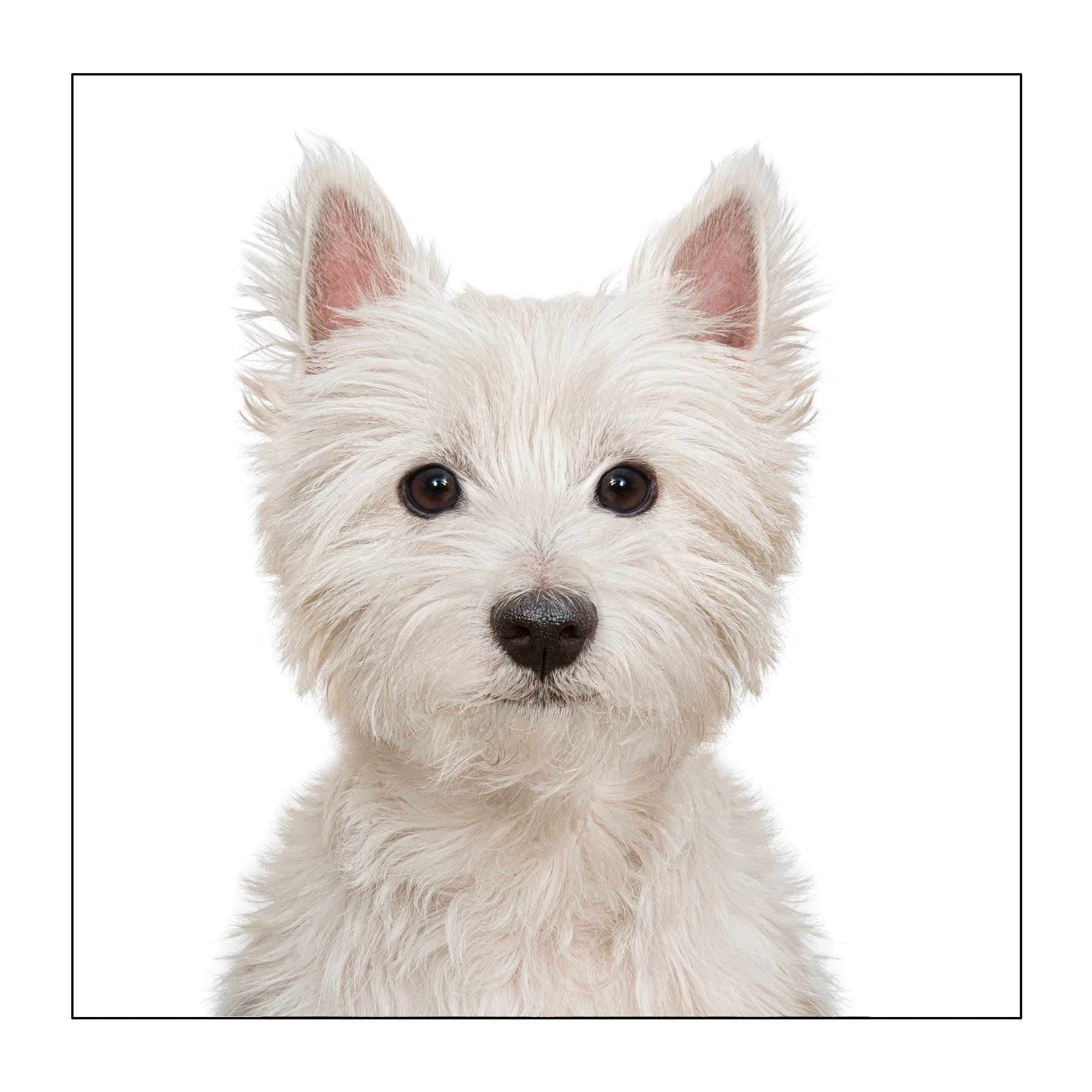 West Highland terrier