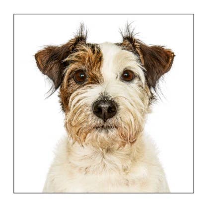 Patterdale Terrier - Dog Greeting Card