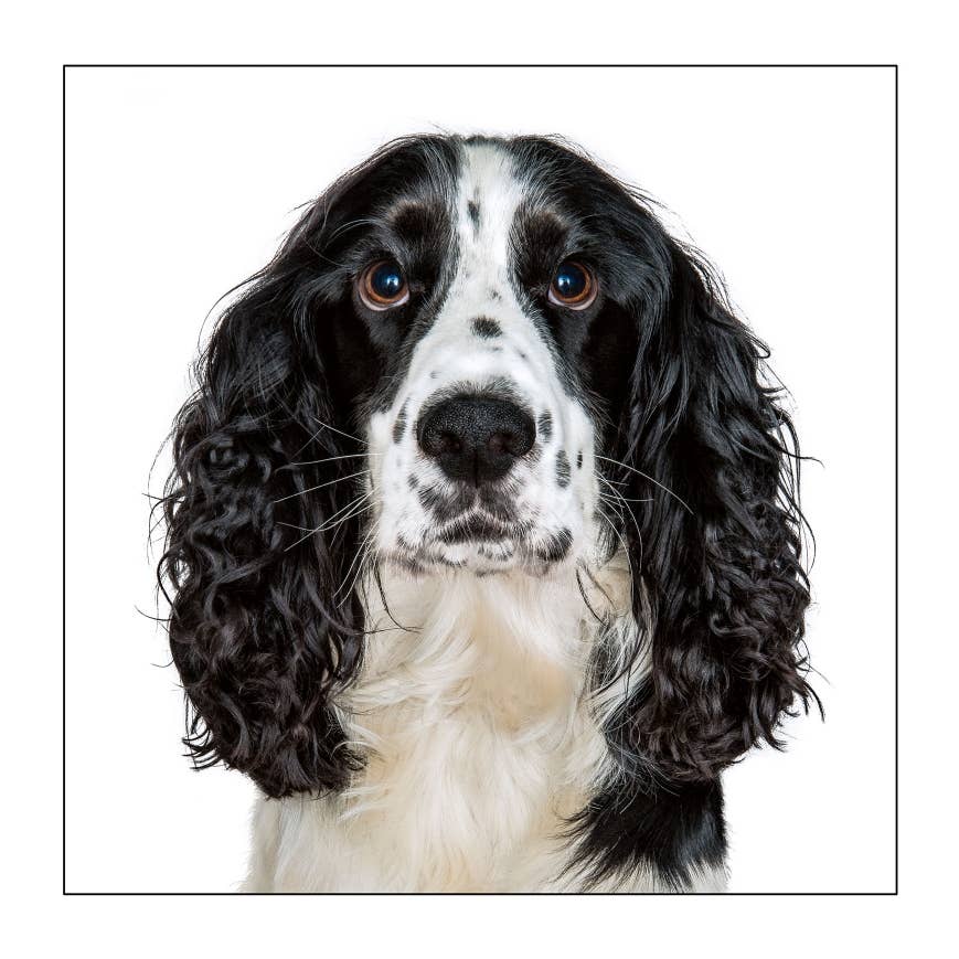 Black cocker spaniel  - Dog Greeting Card
