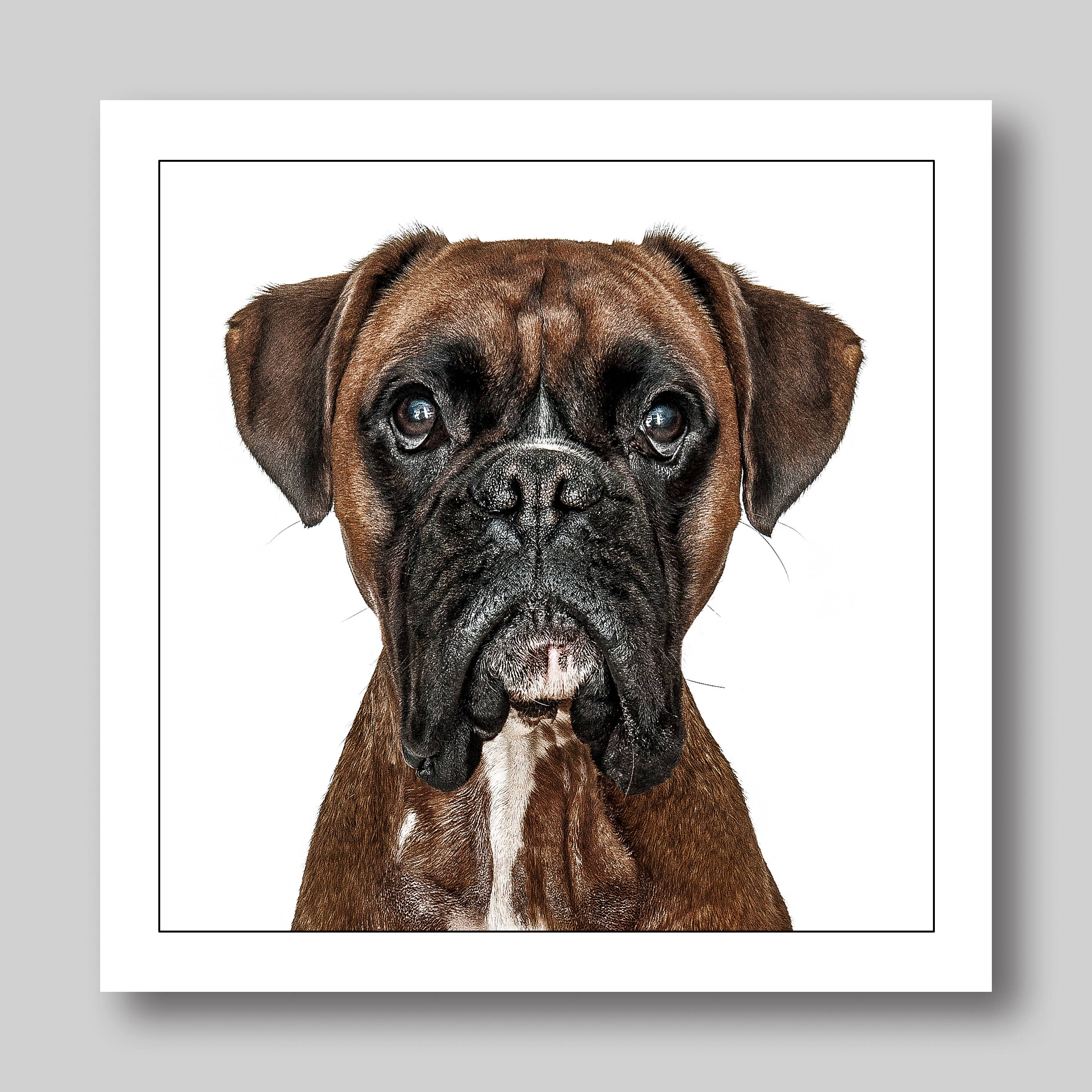 Boxer - Dog Greeting Card