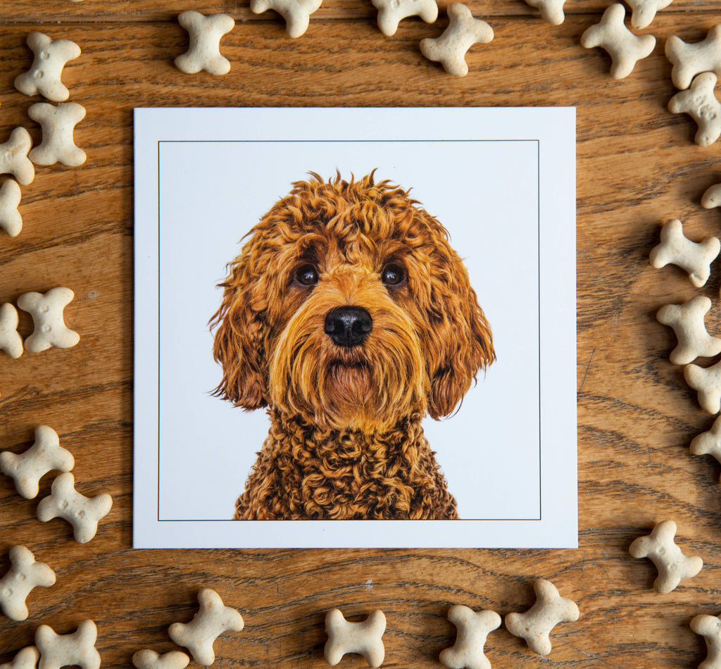 Australian Labradoodle - Dog Greeting Card