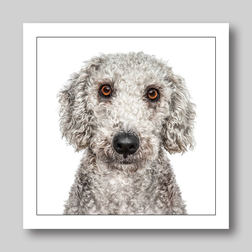 Bedlington terrier  - Dog Greeting Card