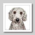 Bedlington terrier  - Dog Greeting Card