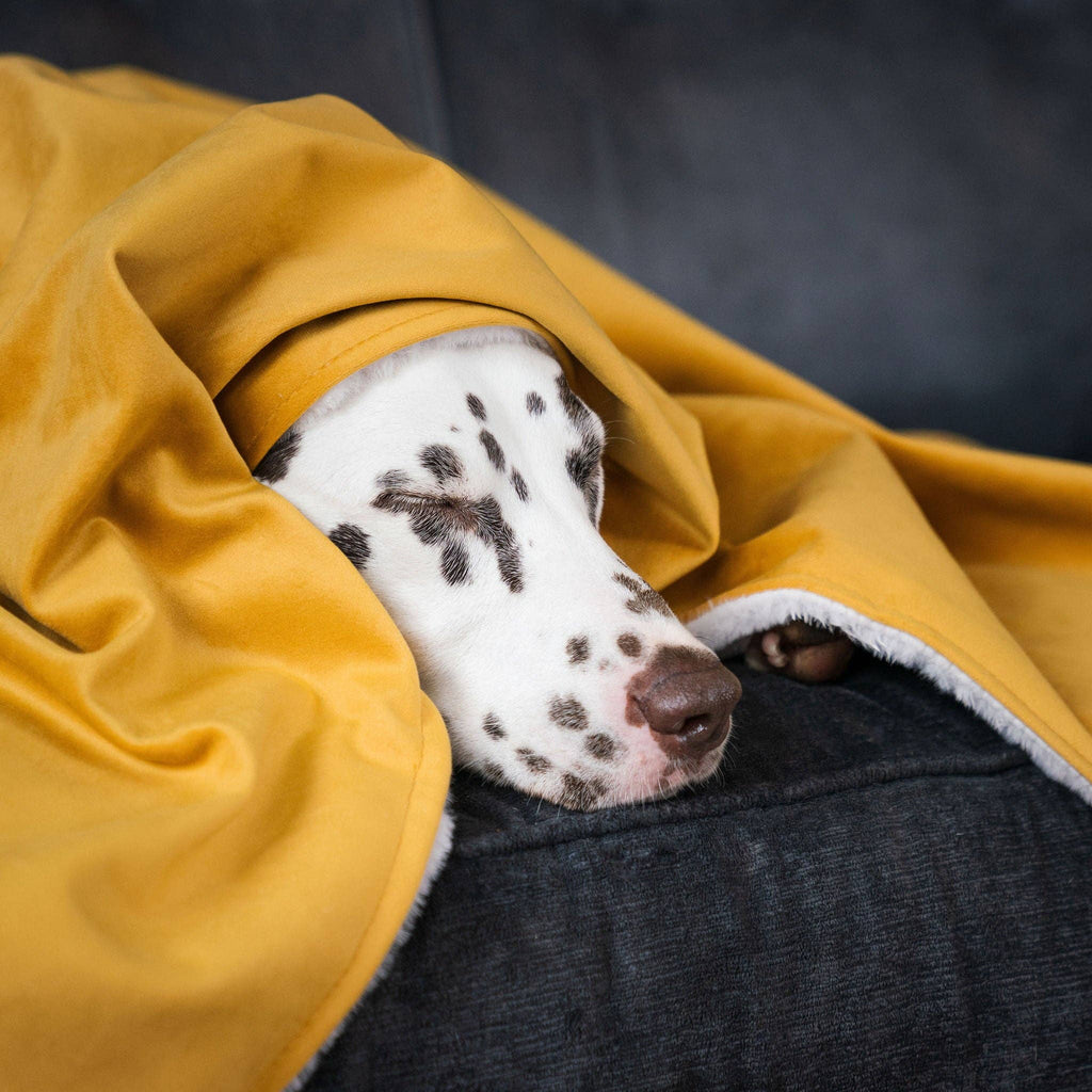 Dog & Puppy Blanket in Saffron Velvet