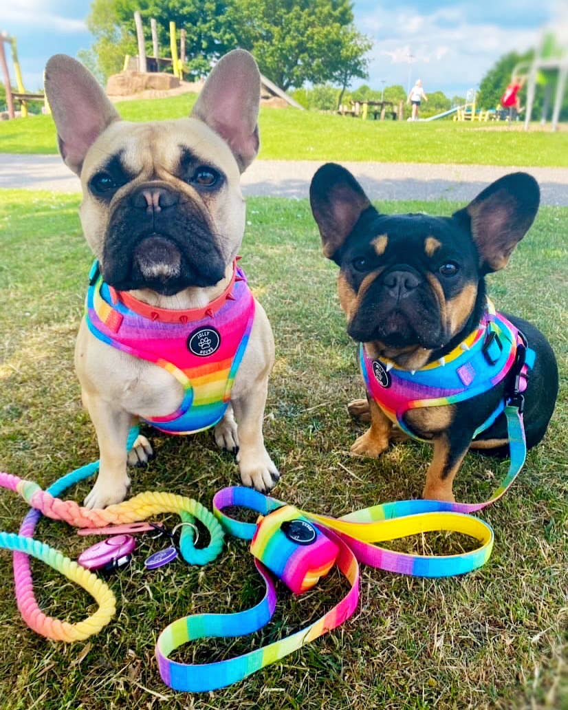 Happy Days Dog Harness