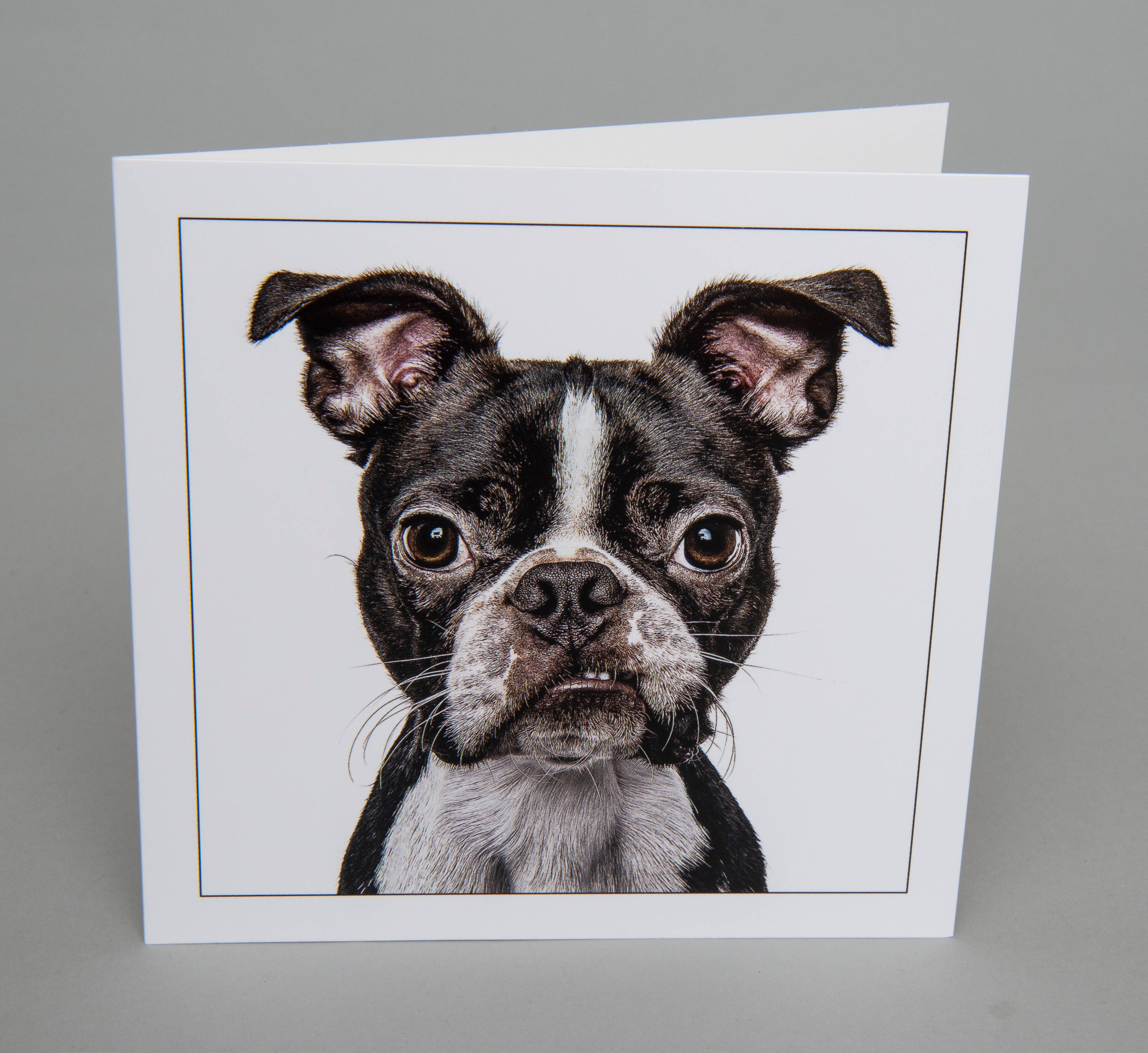 Boston terrier - Dog Greeting Card