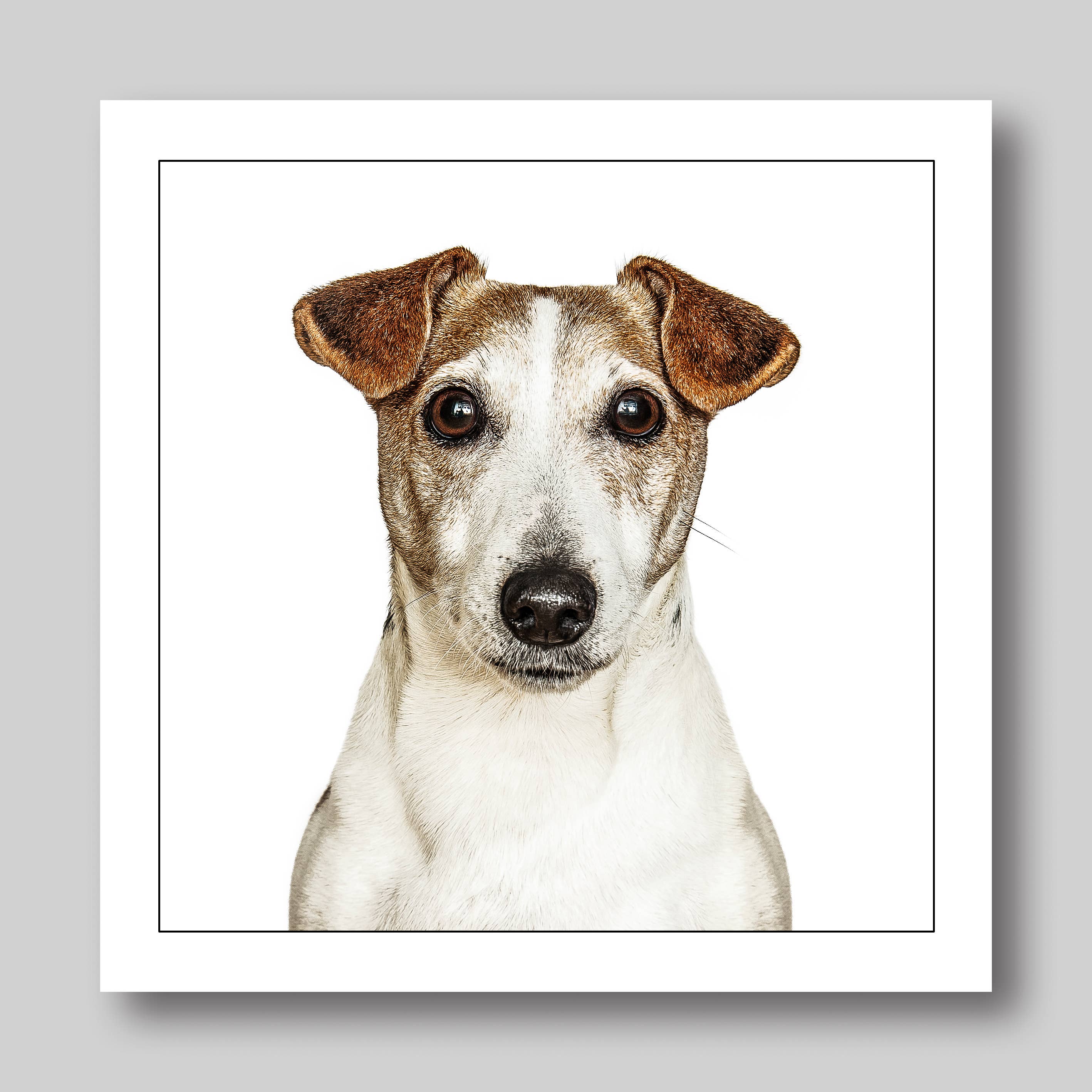Jack russel terrier - Dog Greeting Card