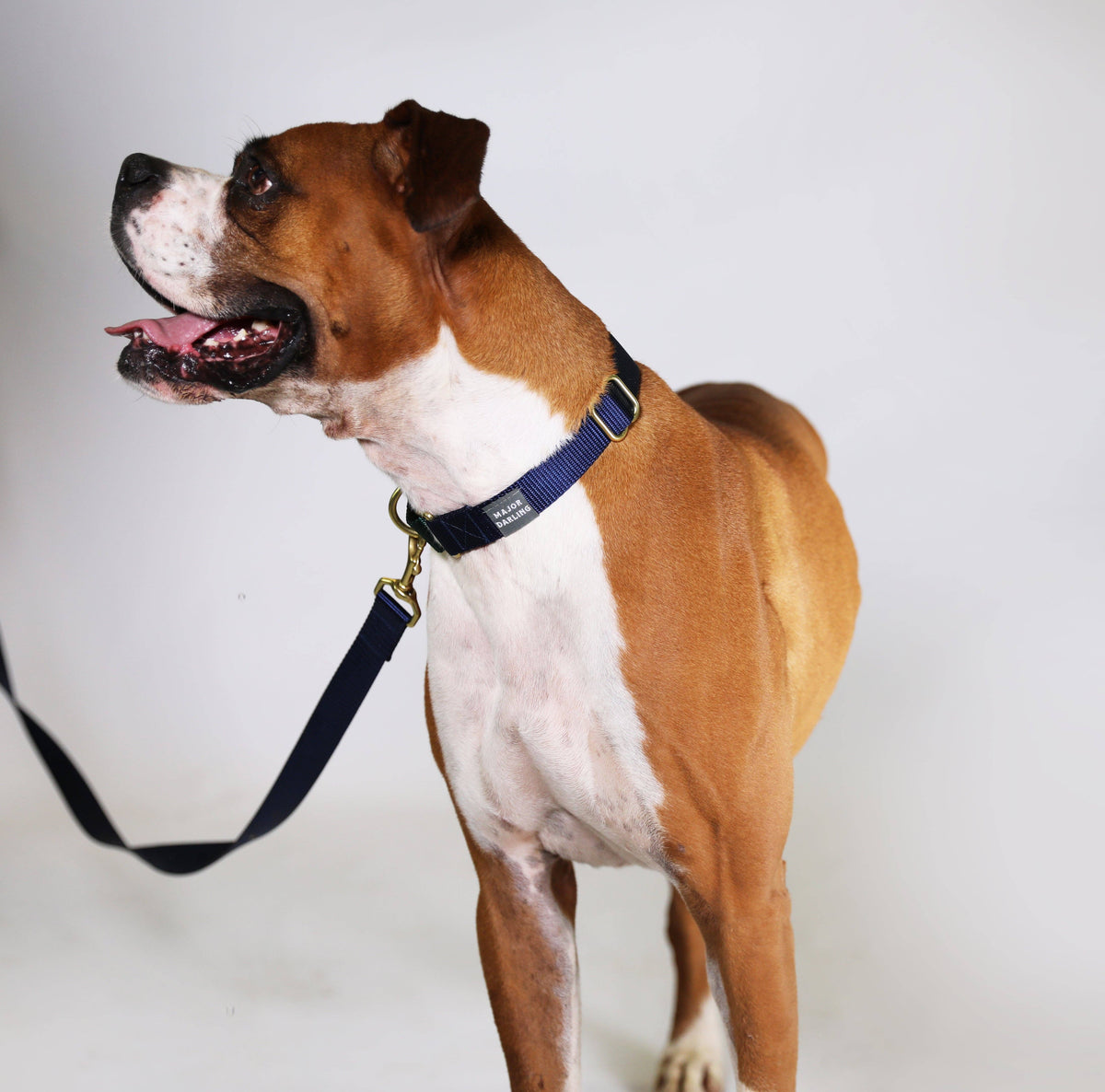 Martingale Collar / Navy + Forest