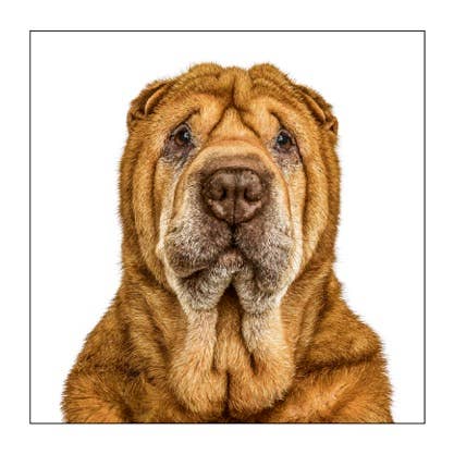 Shar pei - Dog Greeting Card