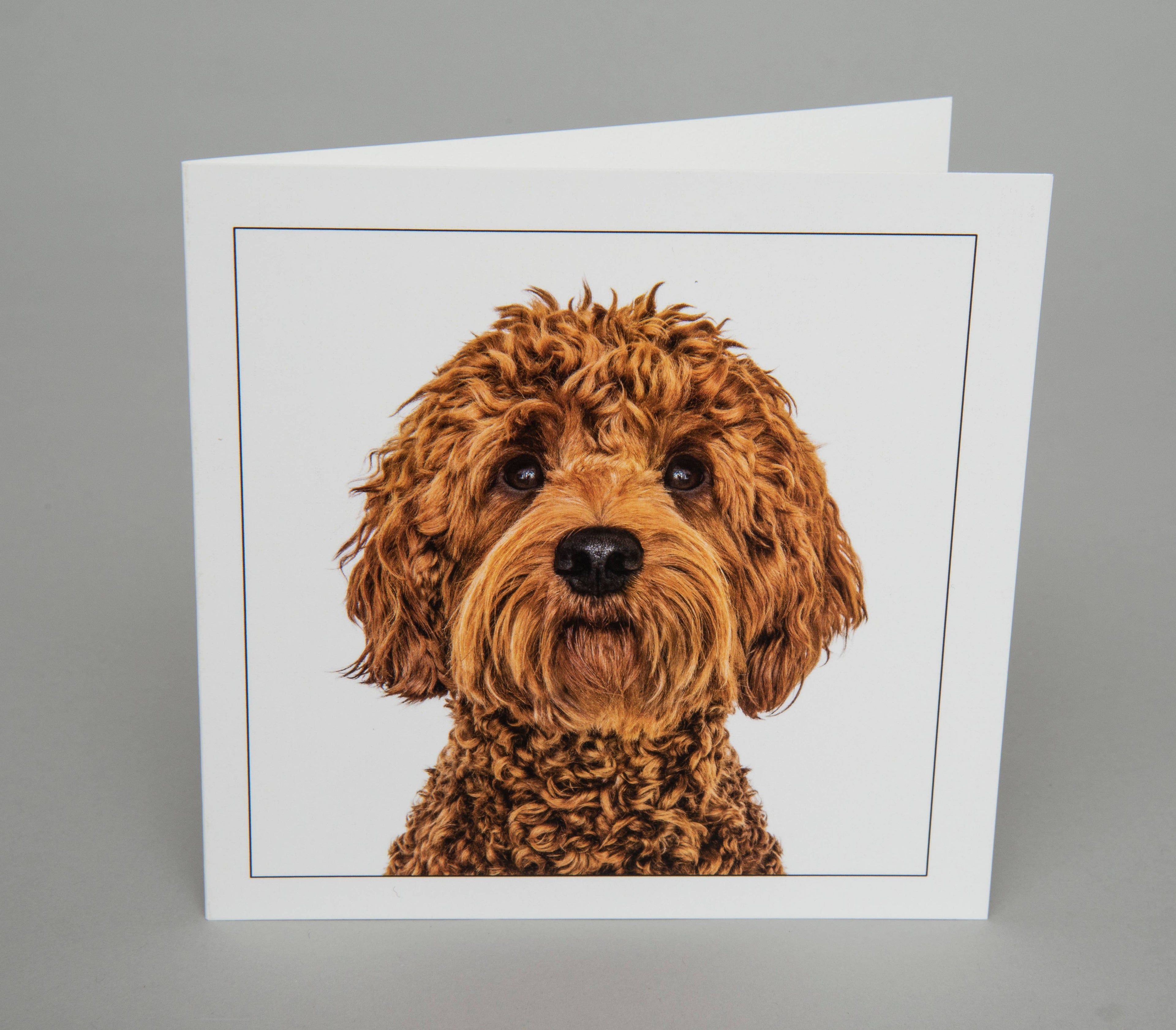 Australian Labradoodle - Dog Greeting Card
