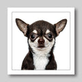 Short haired chihuahua -  Dog Greeting Card
