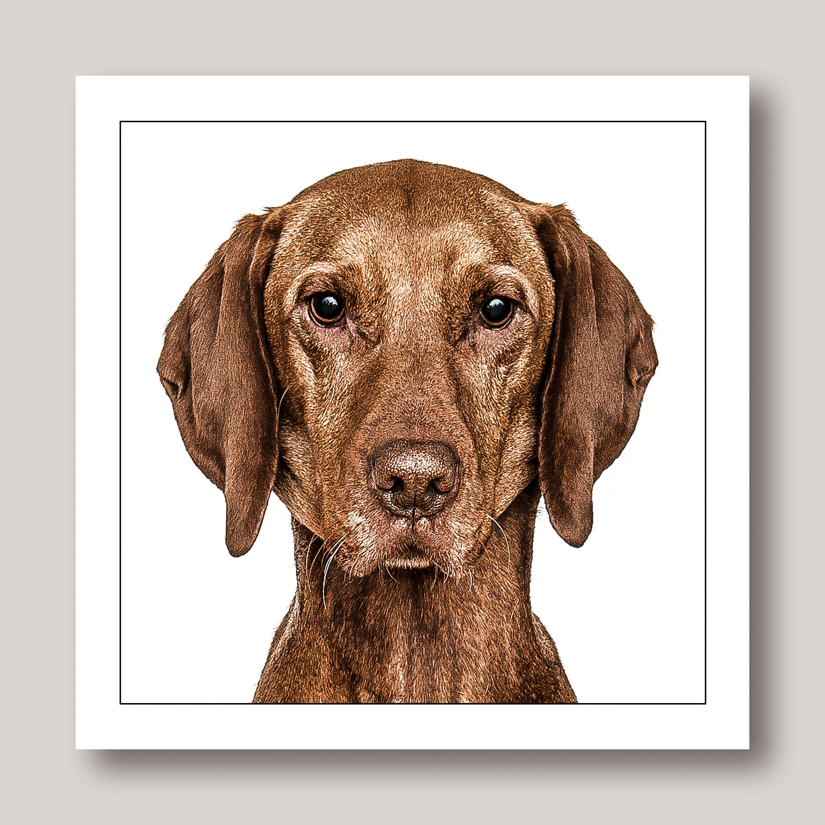 Vizsla - Dog Greeting Card