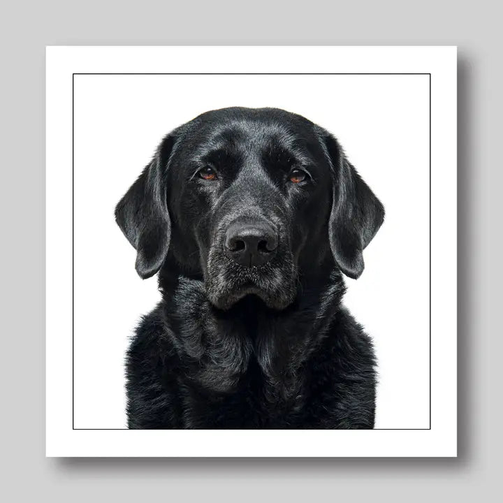 Labrador Black - Dog Greeting Card