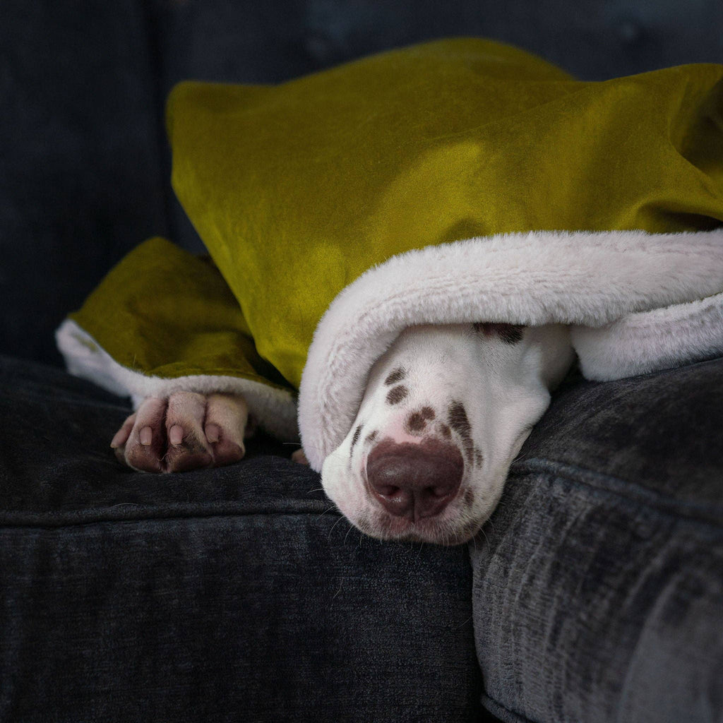 Dog & Puppy Blanket in Olive Velvet