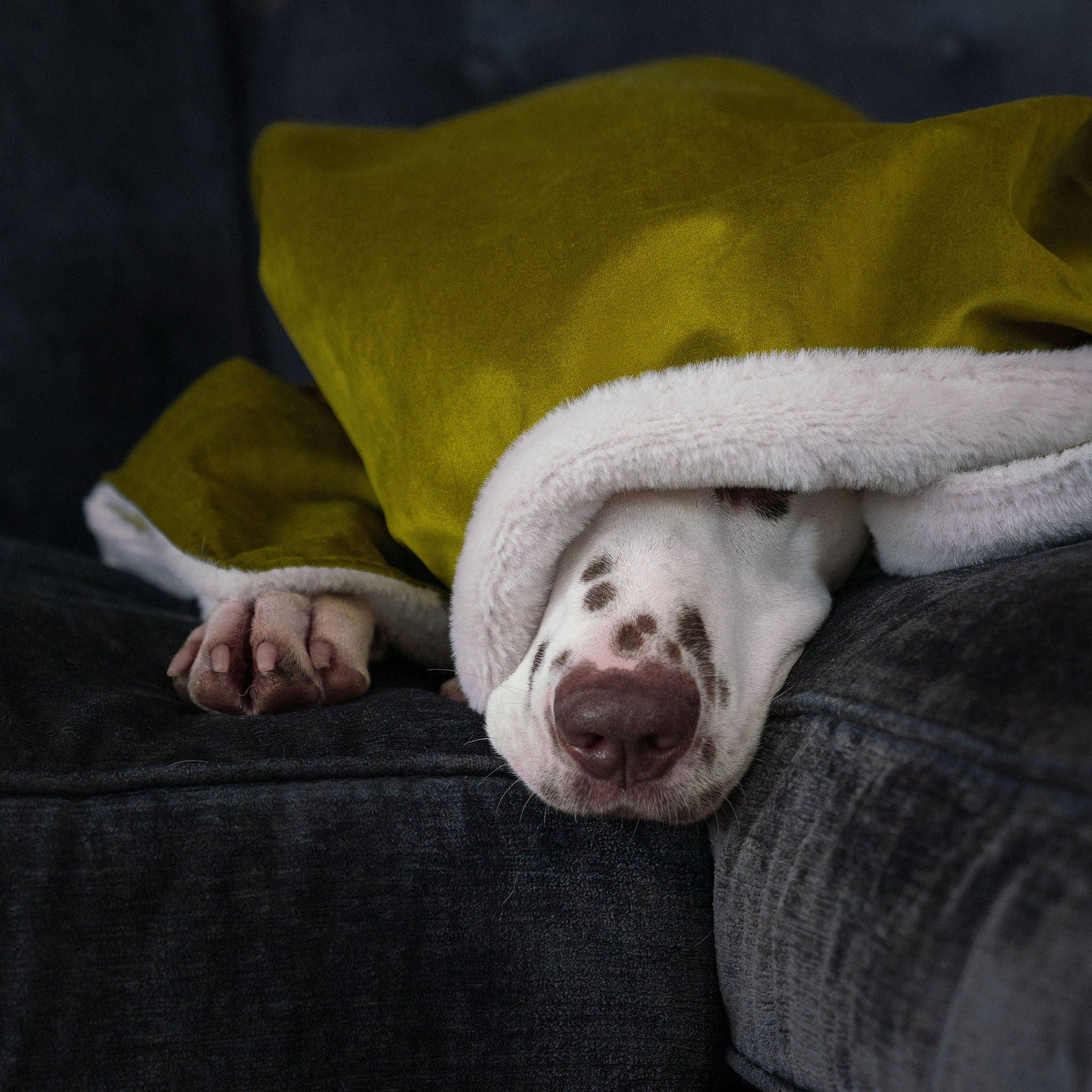 Dog & Puppy Blanket in Olive Velvet