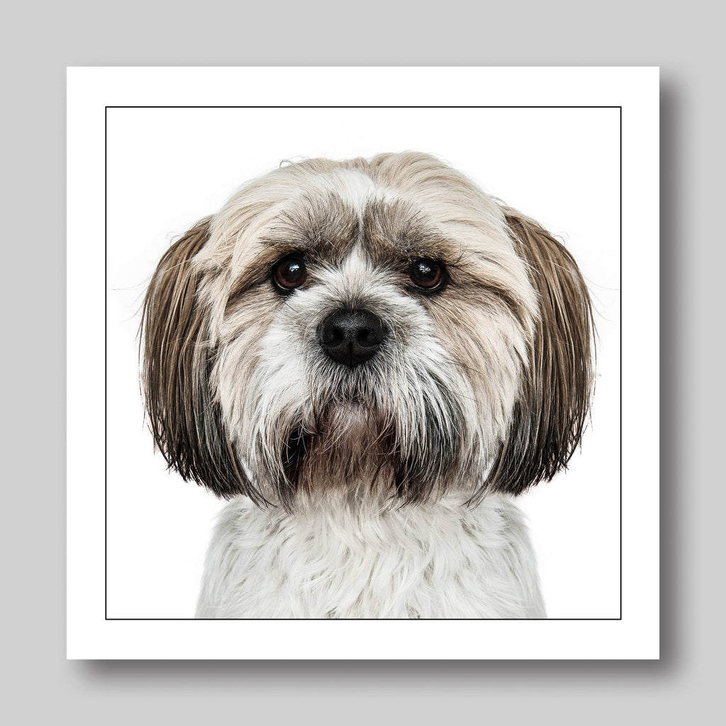 Shih tzu - Dog Greeting Card