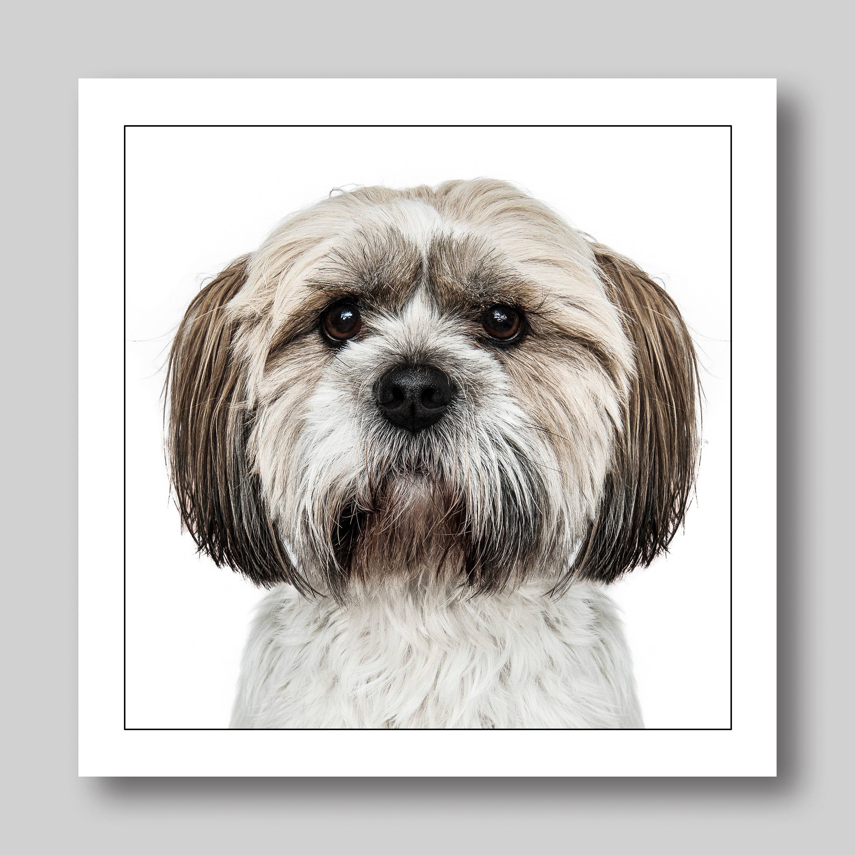 Shih tzu - Dog Greeting Card