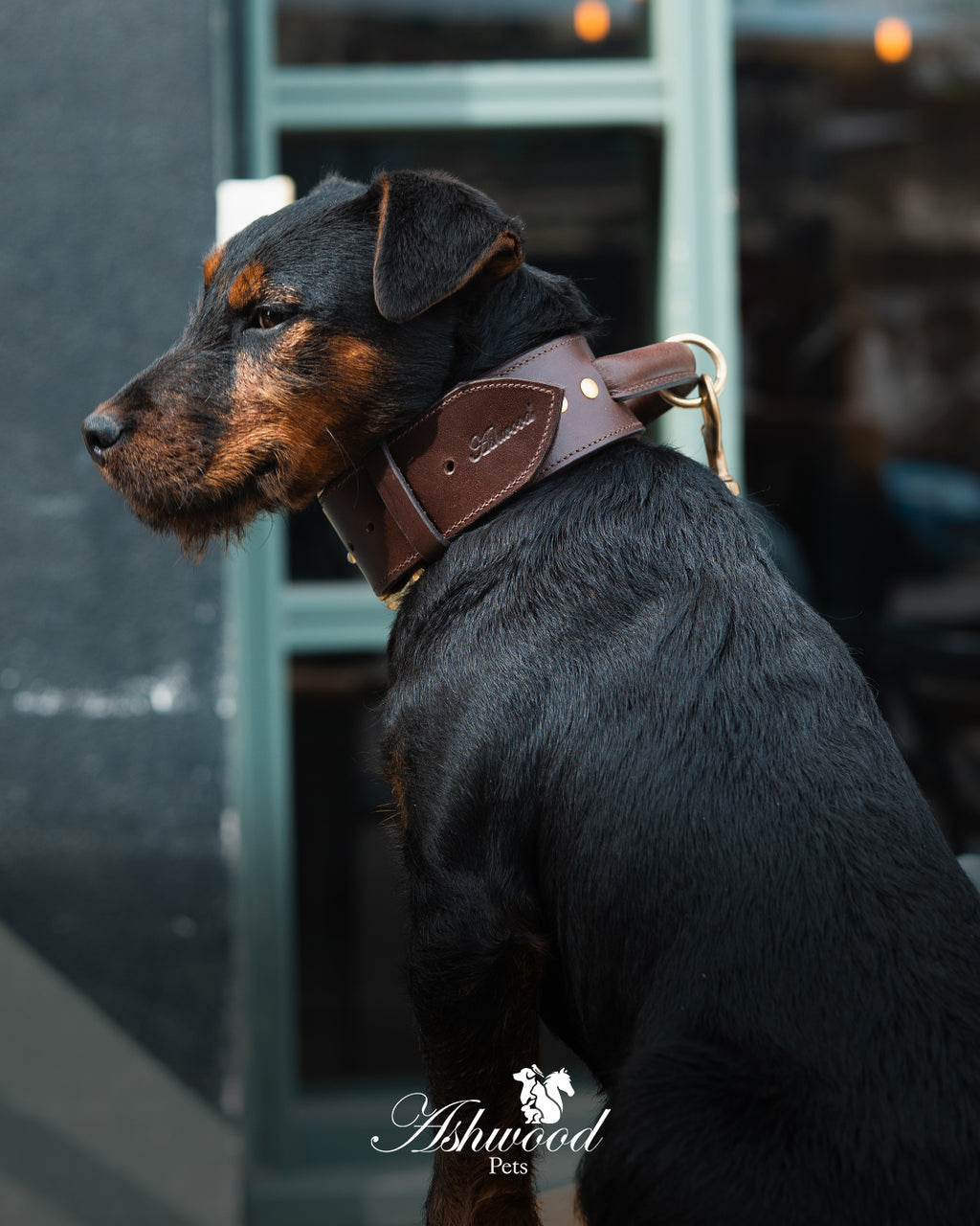 Leather Dog Collar with Traffic Handle - Signature Range