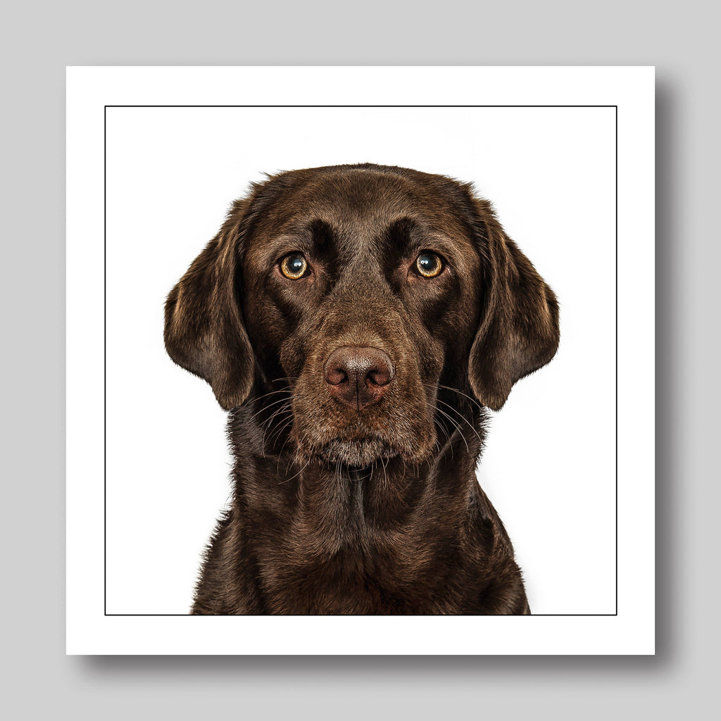 Labrador chocolate - Dog Greeting Card